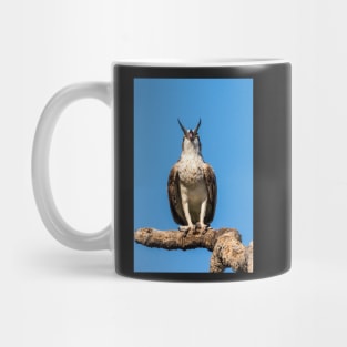 Osprey: A Hard Tail To Swallow Mug